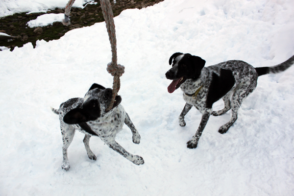 Lucy and Piper love to play with the hanging rope in Neffs Canyon.