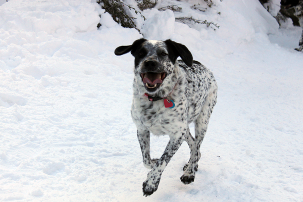 Dogs are always ready to play in the snow in Neffs Canyon.