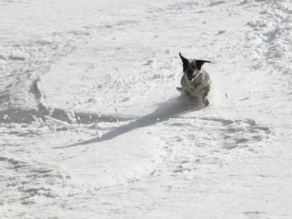 Lucy tries to keep up in the deep snow of Neffs Canyon.