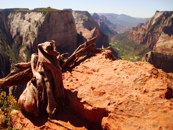 The view of Zion Canyon from Observation Point.