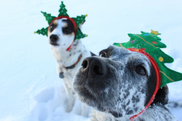 Happy Holidays from the UtahOutside.com dogs!