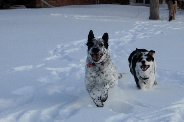 The snow day went to the dogs this holiday season.