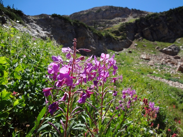 Wildflowers abound in Albion Basin during late summer. (Photo: Ryan Malavolta - UtahOutside.com)