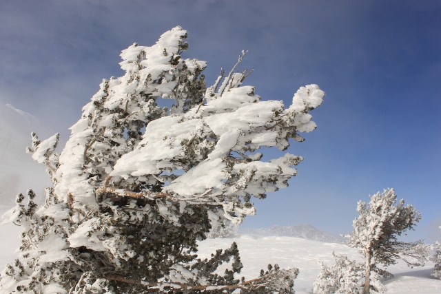 Trees covered with rime gave the ridge an otherworldy feel. (Photo: Jared Hargrave - UtahOutside.com)