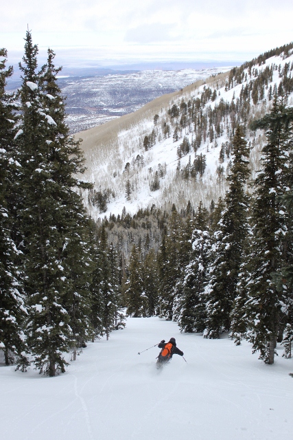Dropping into the hallway of pines on the Corkscrew Glades. (Skier: Chris Brown. Photo: Jared Hargrave - UtahOutside.com)