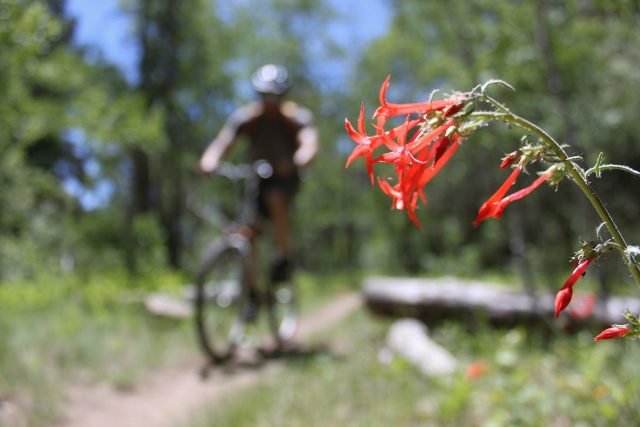 Not all is rocks and rivers on the Flume Trail. Wildflowers also dot the trailside. (Photo: Jared Hargrave - UtahOutside.com)