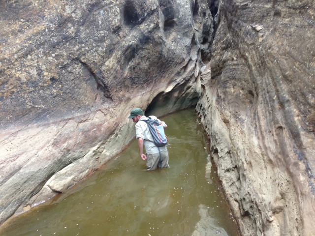 The author wading through a murky pool near the final section of narrows. (photo: Skip Whitman)