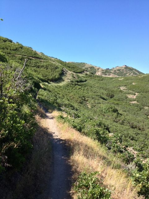 An example of the classic trail-running singletrack that can be found in Corner Canyon. (Photo: Dave Zook)