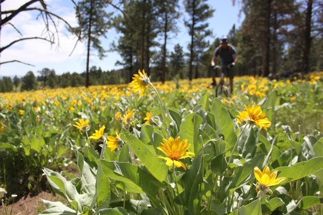 Adam Symonds rides through fields of wildflowers near the start of the Red Canyon Rim Trail. (Photo: Jared Hargrave - UtahOutside.com)
