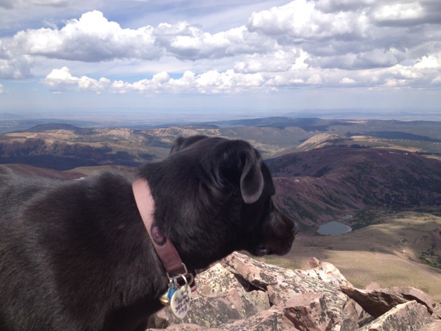 Luna the dog enjoys the fine views from atop Tokewanna (Photo: Dave Thieme)