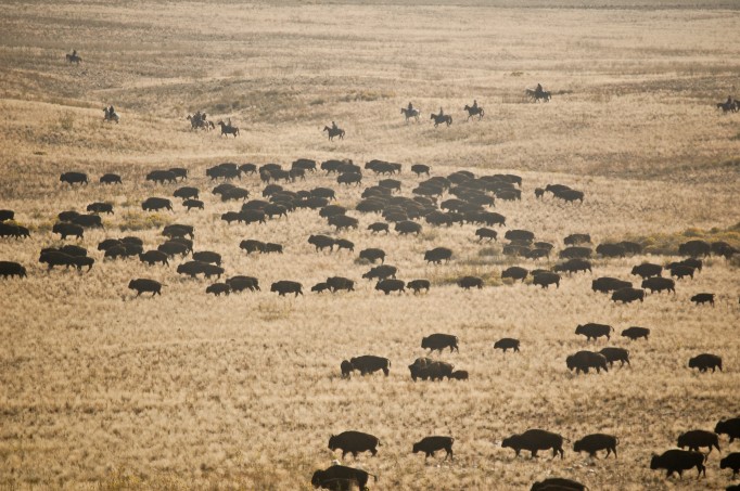 Bringing in the herd - Photo: Bryson White, utahoutside.com