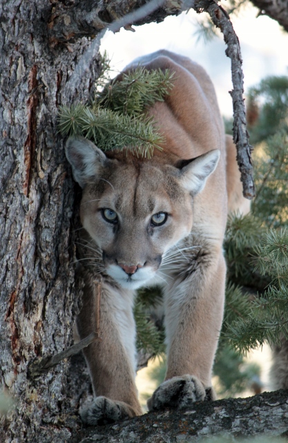 A big mountain lion stares down from an evergreen tree. Hound dogs keep it at bay so we can shoot some photos before leaving it in peace. (Photo: Jared Hargrave - UtahOutside.com)