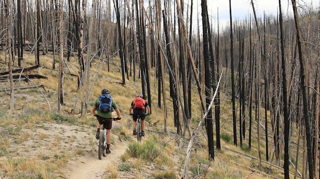 Fisher Creek is a rollicking downhill of buff singletrack through a burn zone. (Photo: Jared Hargrave - UtahOutside.com)