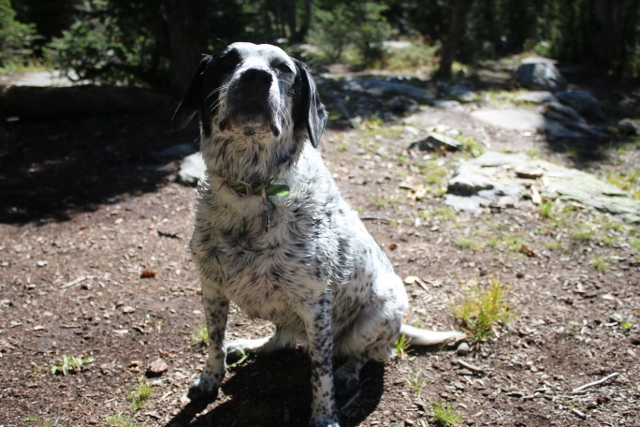 Wet dog, dry collar. Lucy models the Oxford collar from Dublin Dog while on a backpacking trip in the Uinta Mountains. (Photo: Jared Hargrave - UtahOutside.com)