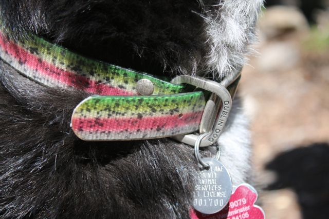 The Rainbow Trout collar from Dublin Dog is perfect for an angler's pooch. (Photo: Jared Hargrave - UtahOutside.com)