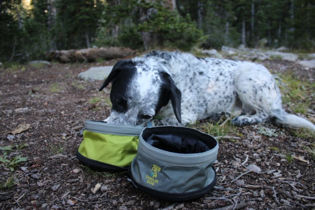 Lucy eats dinner on a Uinta Mountain backpacking trip with her Dublin Dog Nomad Travel Bowl. (Photo: Jared Hargrave - Utahoutside.com)