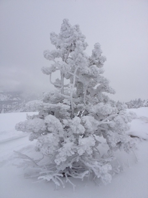 Rime and snow-covered trees at the top of Twin Lakes Pass made the Wasatch backcountry feel like a winter wonderland. (Photo: Jared Hargrave - UtahOutside.com)