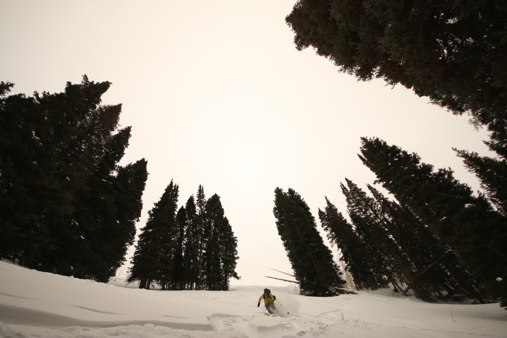 Pine trees on north faces keep snow nice and cold, much to Mason's delight. (Photo: Jared Hargrave - UtahOutside.com)