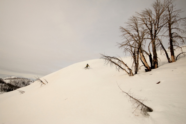 Shoulders, natural half-pipes and burned trees create a playground for creative ski lines at the Coyote Yurt. (Skier: Mike DeBernardo, Photo: jared Hargrave - UtahOutside.com)