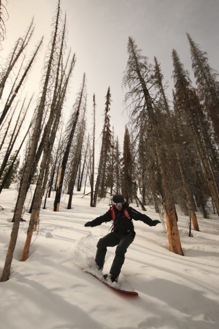 Casey Zingg comes in hot through the deceased evergreens on Pork Eater Peak. (Photo: Jared Hargrave - UtahOutside.com)