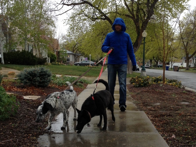 Walking the dogs in the rain with the Mountain Hardwear Stretch Ozonic. (Photo: Callista Pearson)