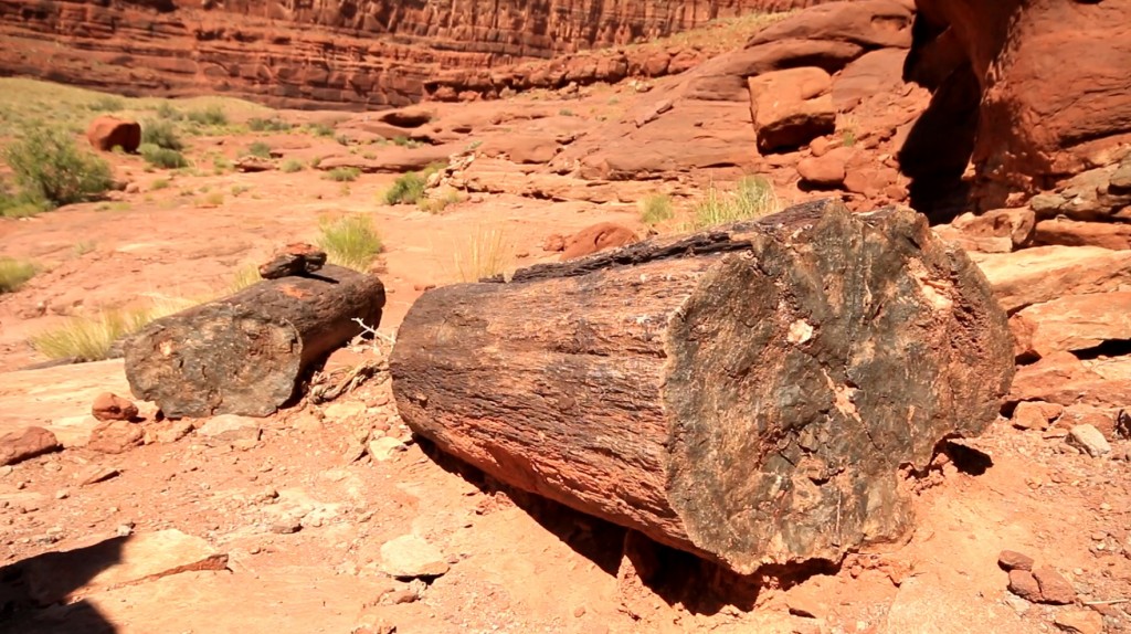 Petrified wood found on the first side-hike of a Cataract Canyon river trip. (Photo: Jared Hargrave - UtahOutside.com)