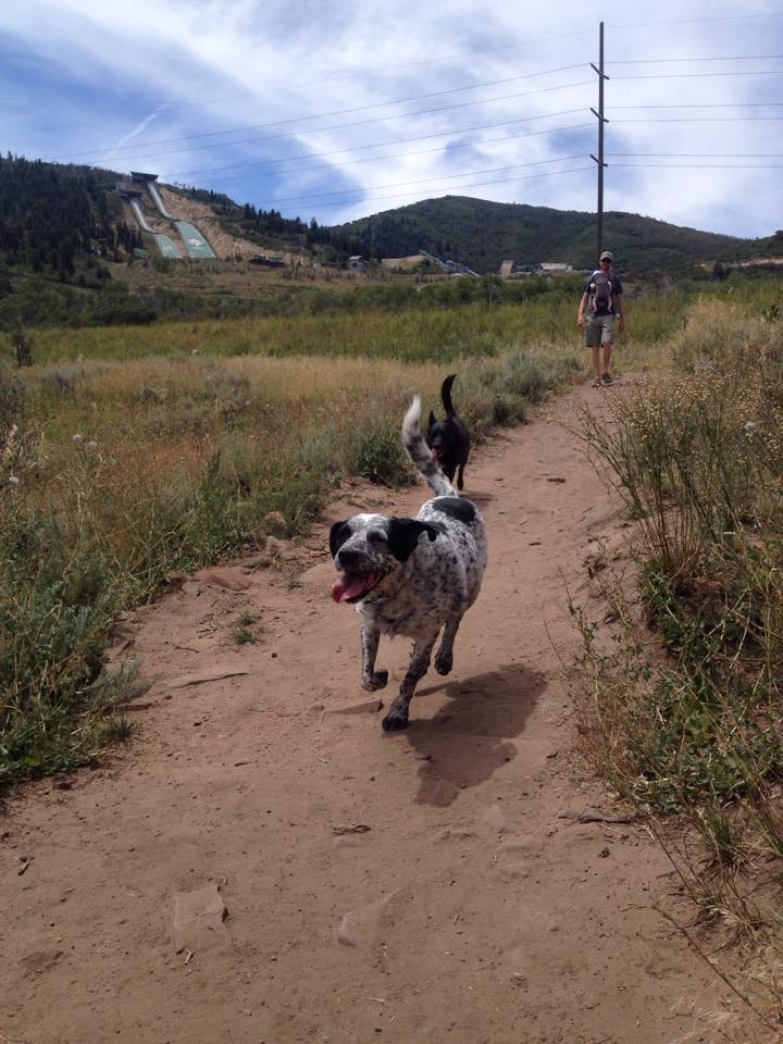 Lucy and Itchy run free at the Run-A-Muk off-leash dog trail in Kimball Junction, located just below the Utah Olympic Park. (Photo: Callista Pearson, UtahOutside.com)