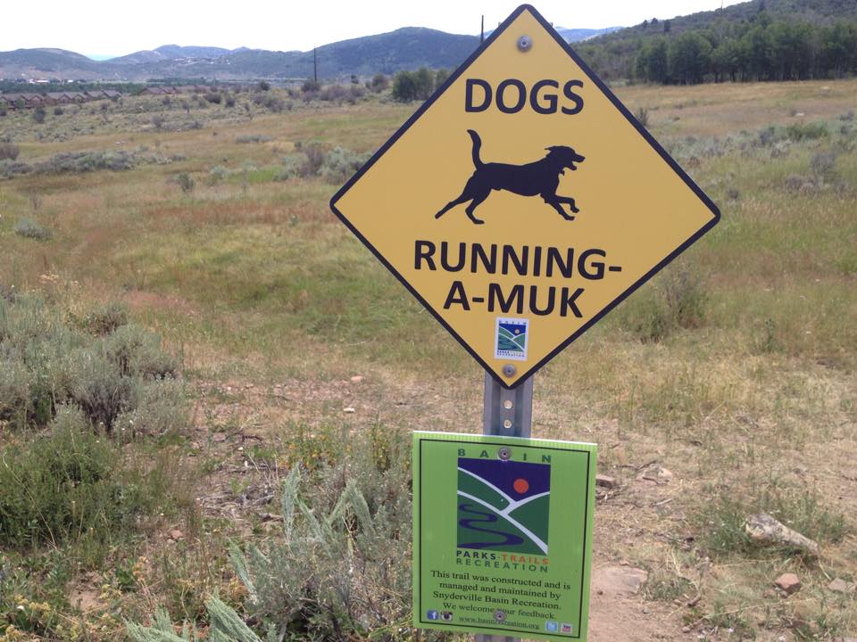 There'a lots of open space for dogs to roam at the Run-A-Muk dog trail in Kimball Junction. (Photo: Callista Pearson, UtahOutside.com)