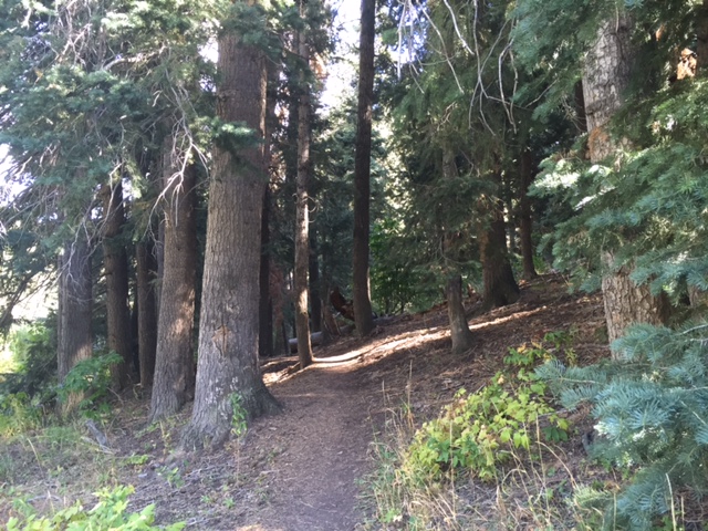 The Miners Trail enters heavily-wooded evergreen forest where it turns west and becomes very steep. (Photo: Jared Hargrave - UtahOutside.com)