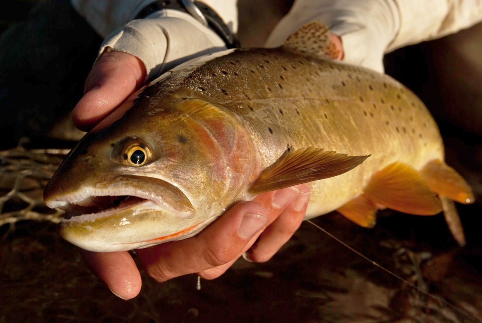 Catch all four Utah native cutthroat species, send in photos of your catch, and be awarded in the Utah Cutthroat Slam. (Photo: utahcutthroatslam.org)