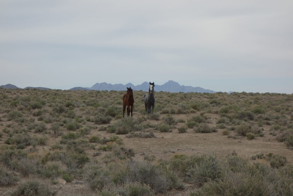 Stallions in the west desert of Utah